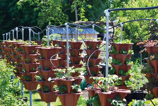 Hydroponic Gardening With A Raspberry Pi The Magpi Magazine